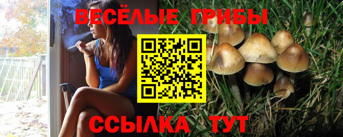 Галлюциногенные грибы Psilocybe Кохма